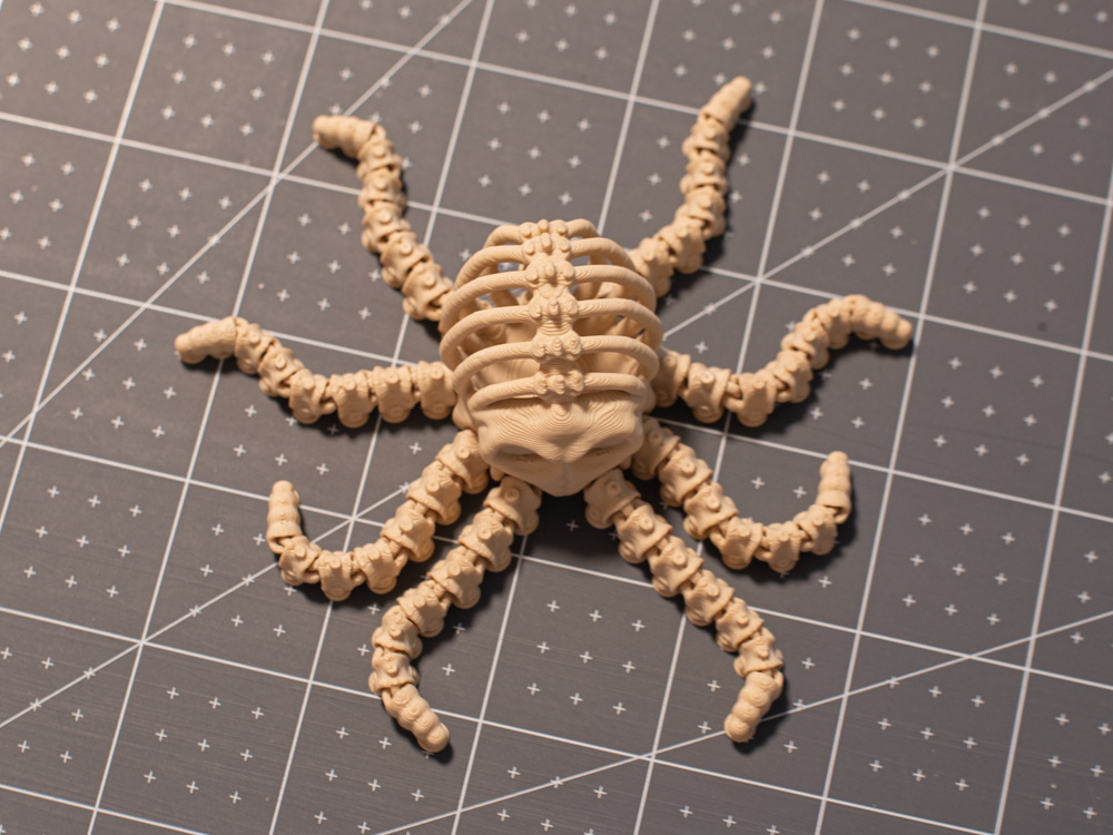 Sklett-Oktopus – Bild 3